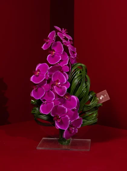 Magenta Drift