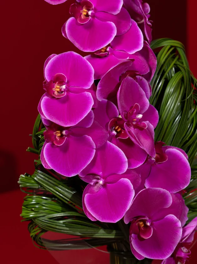 Magenta Drift - Image 2