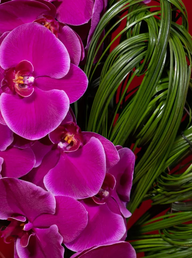 Magenta Drift - Image 3