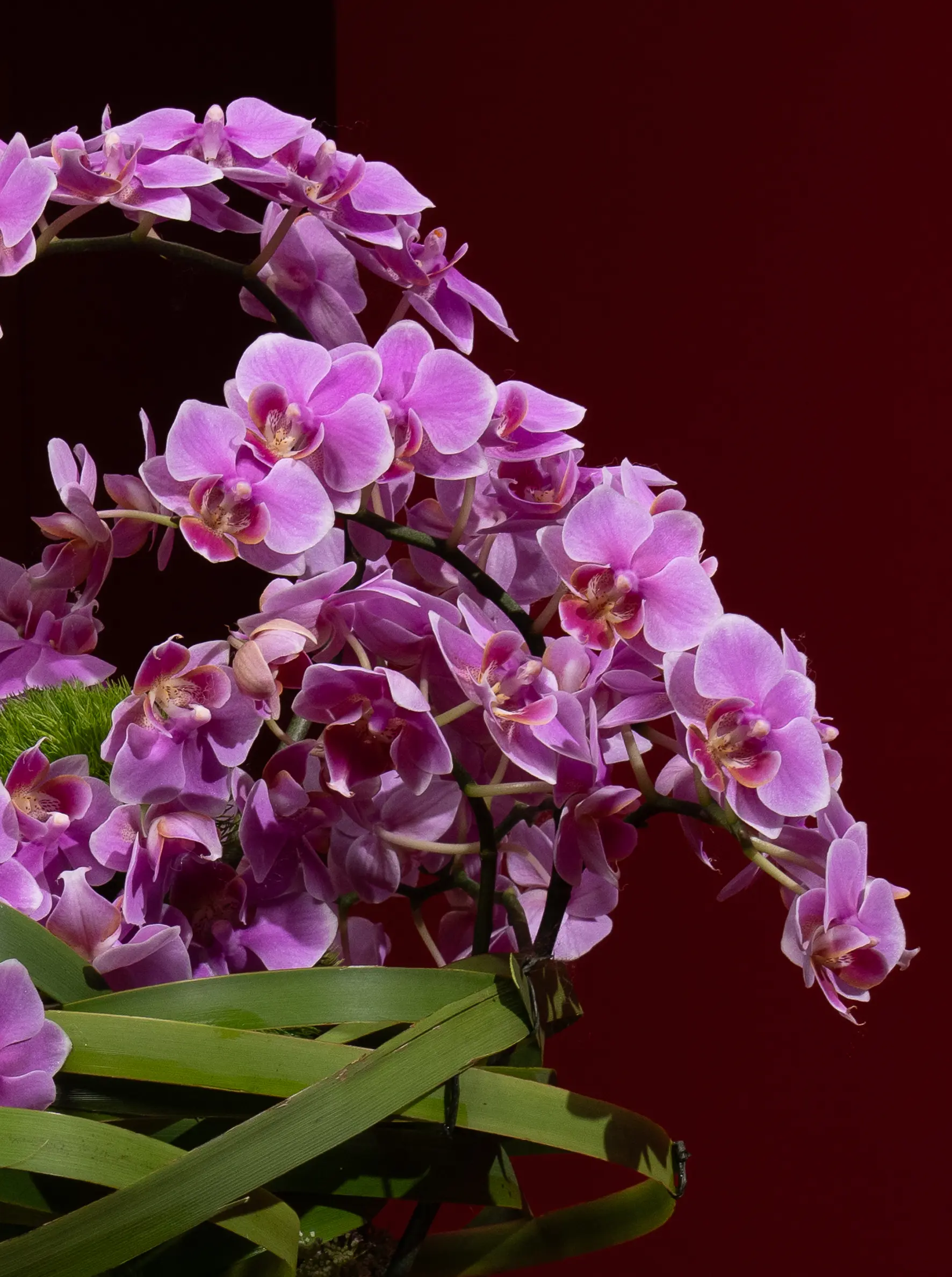 Vortex of Violets - Image 3